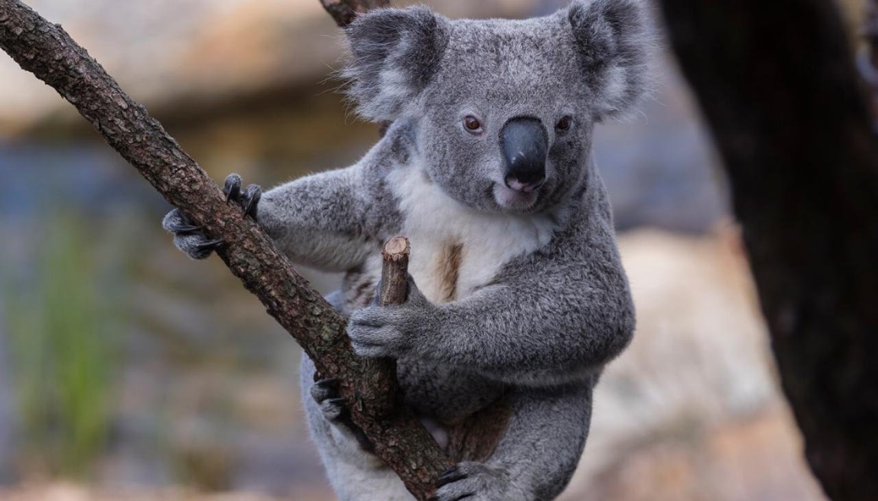 Есть ли хвост у коалы фото