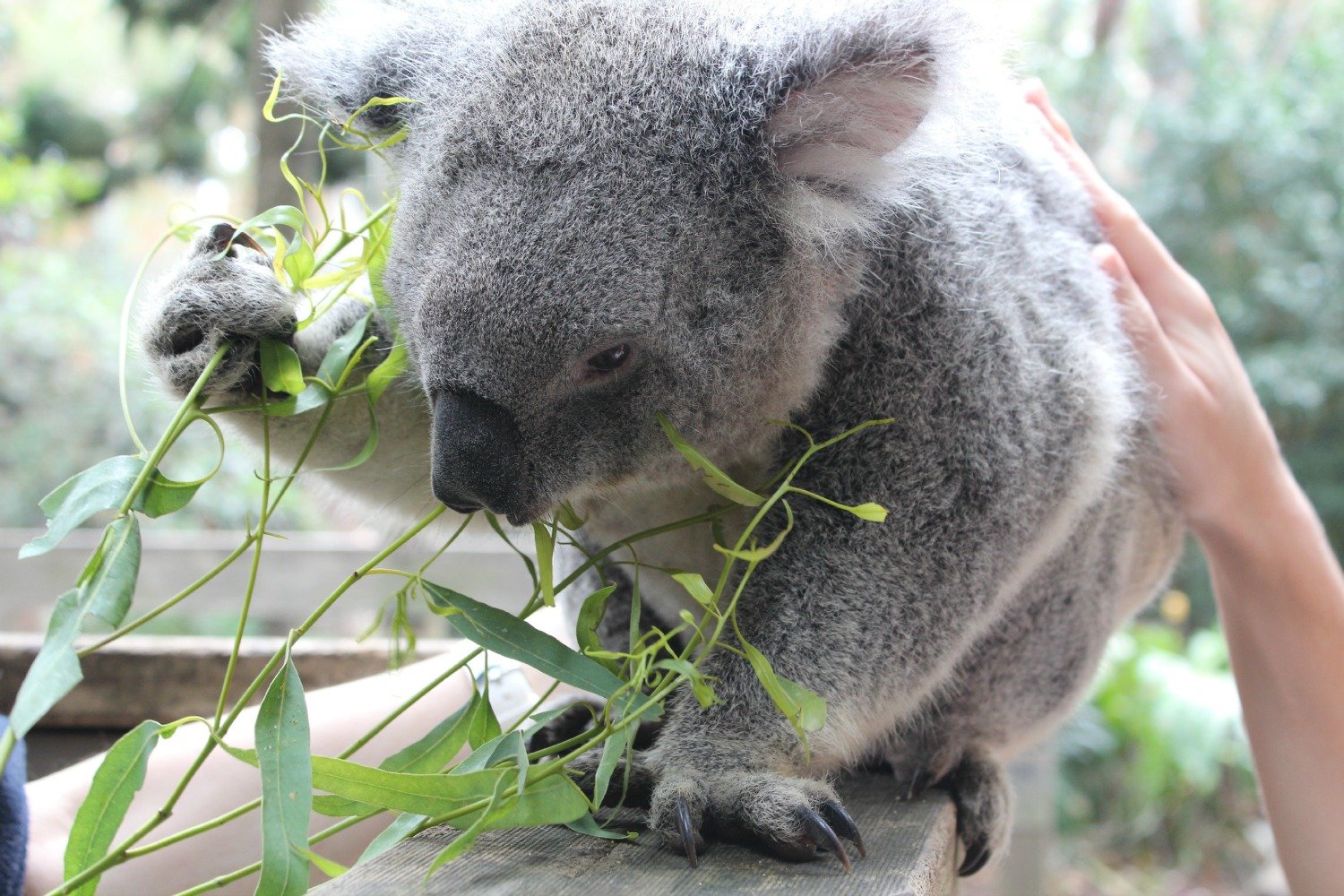 Как называется коала. Коала. Коала на эвкалипте. Млекопитающие коала. Эндемики Австралии коала.