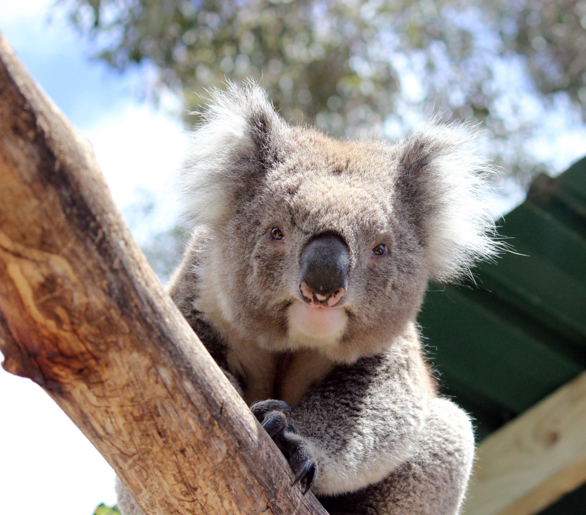 Древняя коала