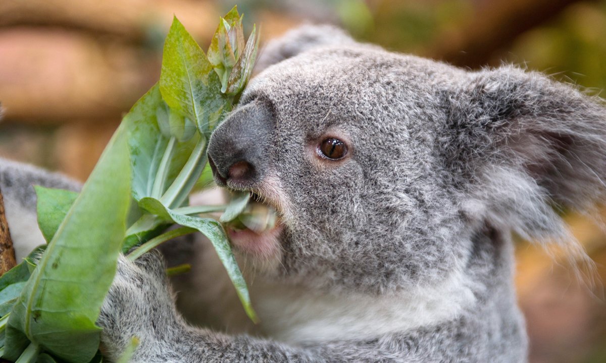 Одурманенная коала