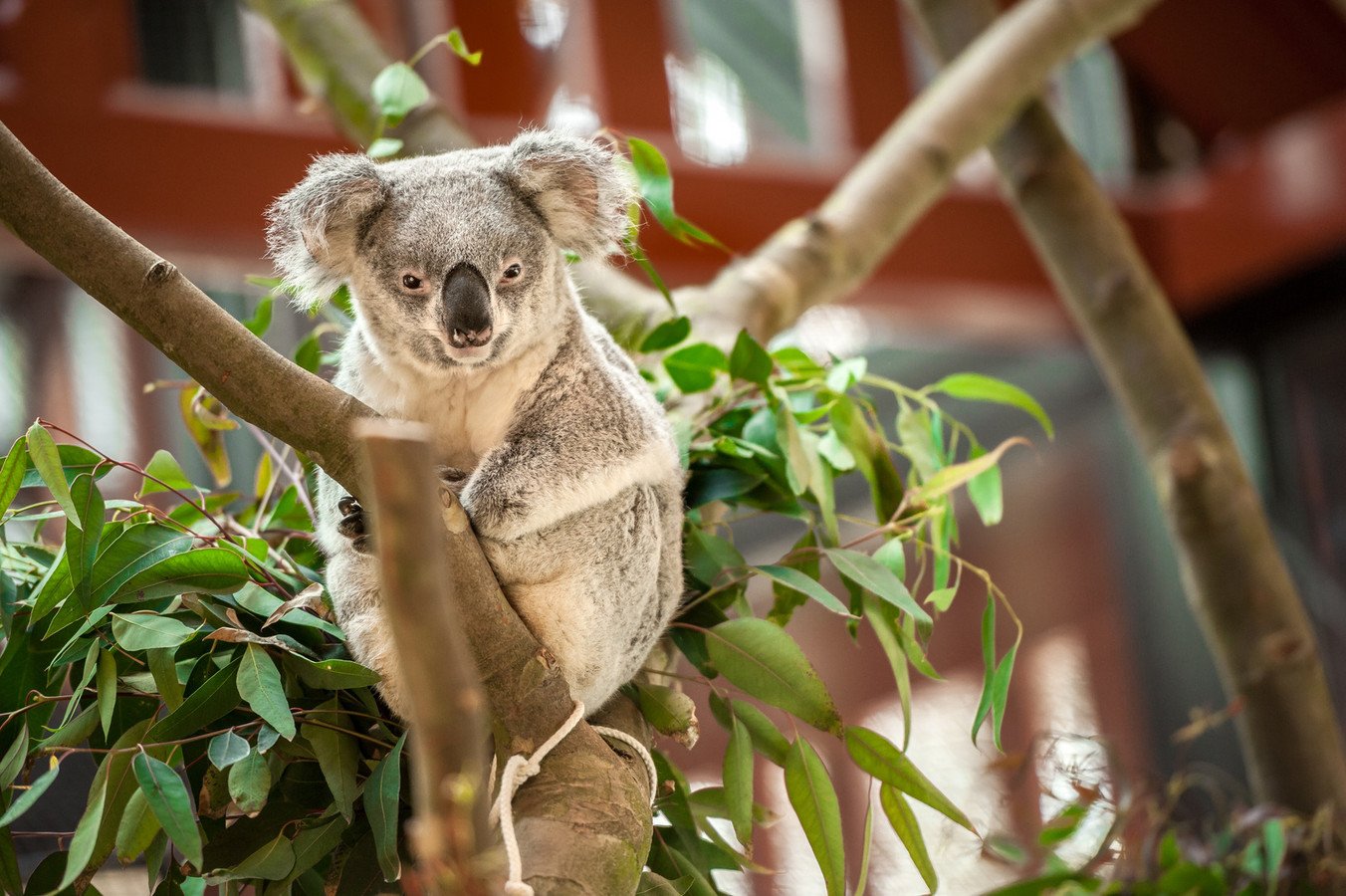 B2s koala. Мини коала. Животное похожее на коалу. Квинслендский коала Koalemus. Бывают ли коричневые коалы.