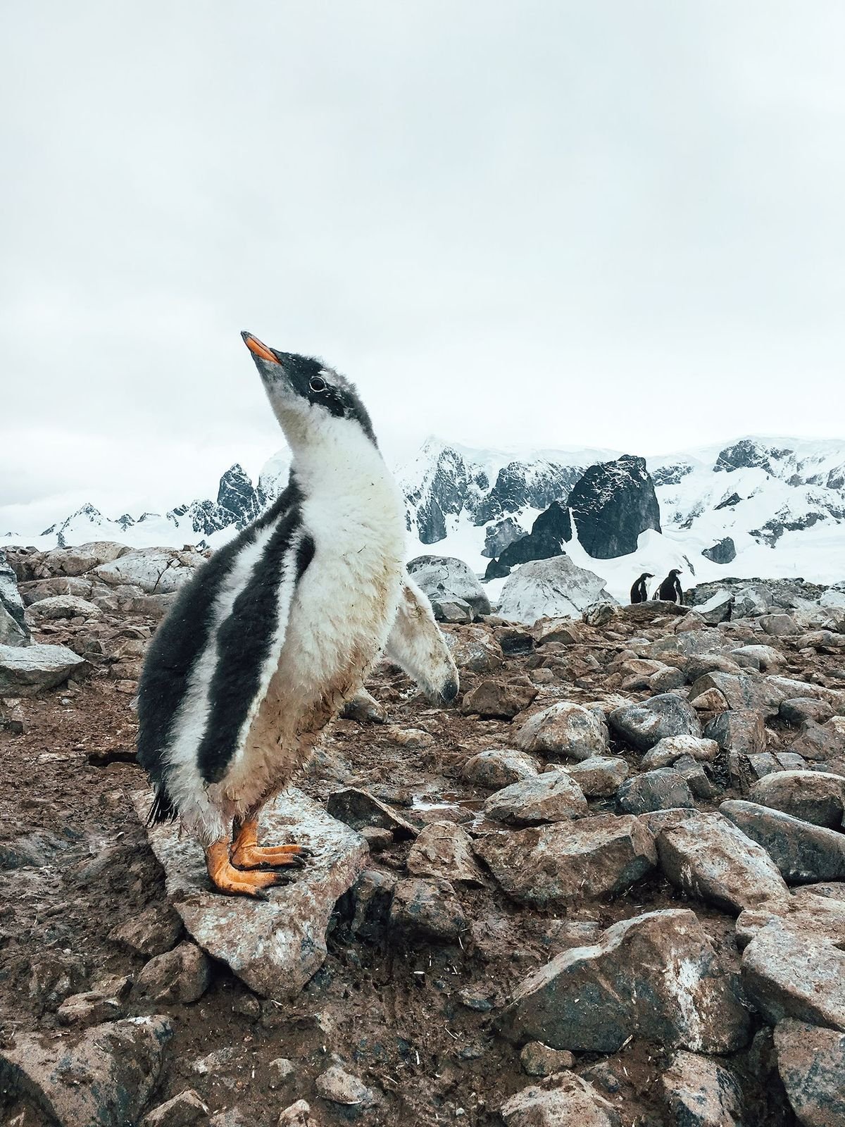 Фауна Антарктики. Животный мир Антарктиды. Птицы Антарктиды. Животные Антарктиды фото. Затерянные в антарктиде
