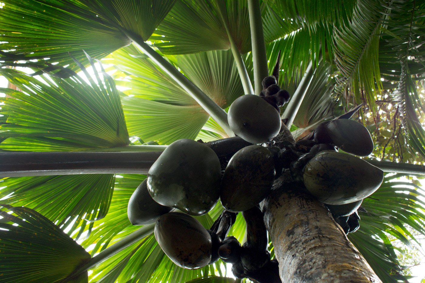 Сейшельская Пальма (Lodoicea Seychella rum),
