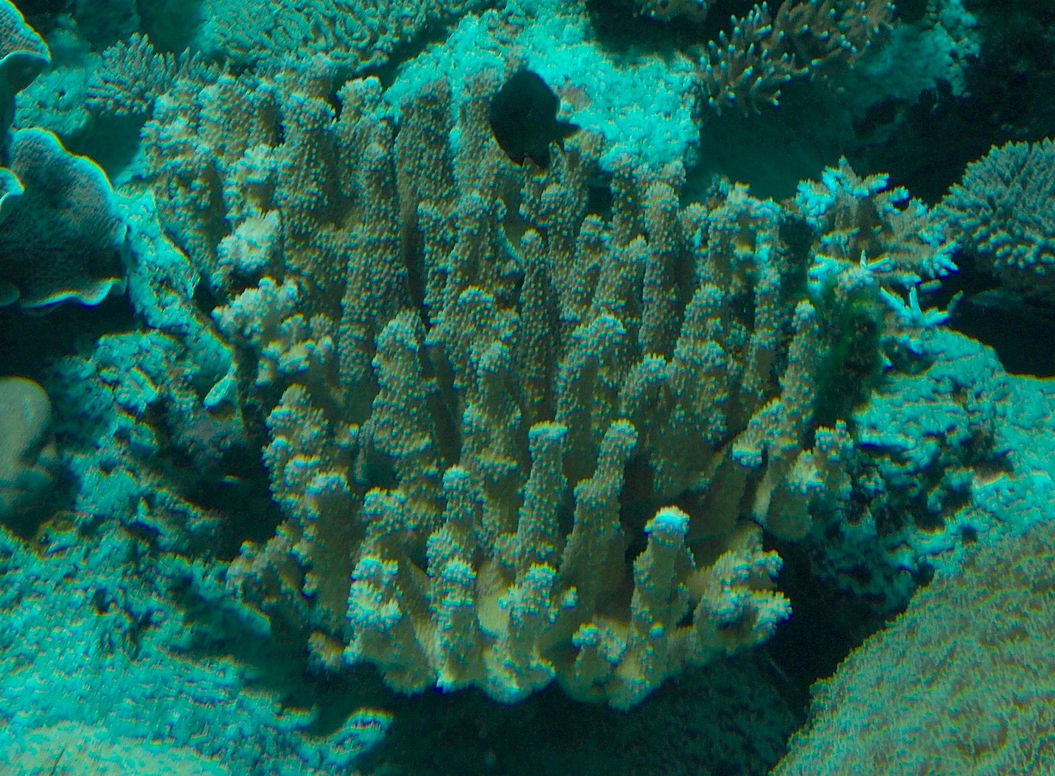 Мадрепоровые кораллы это царство