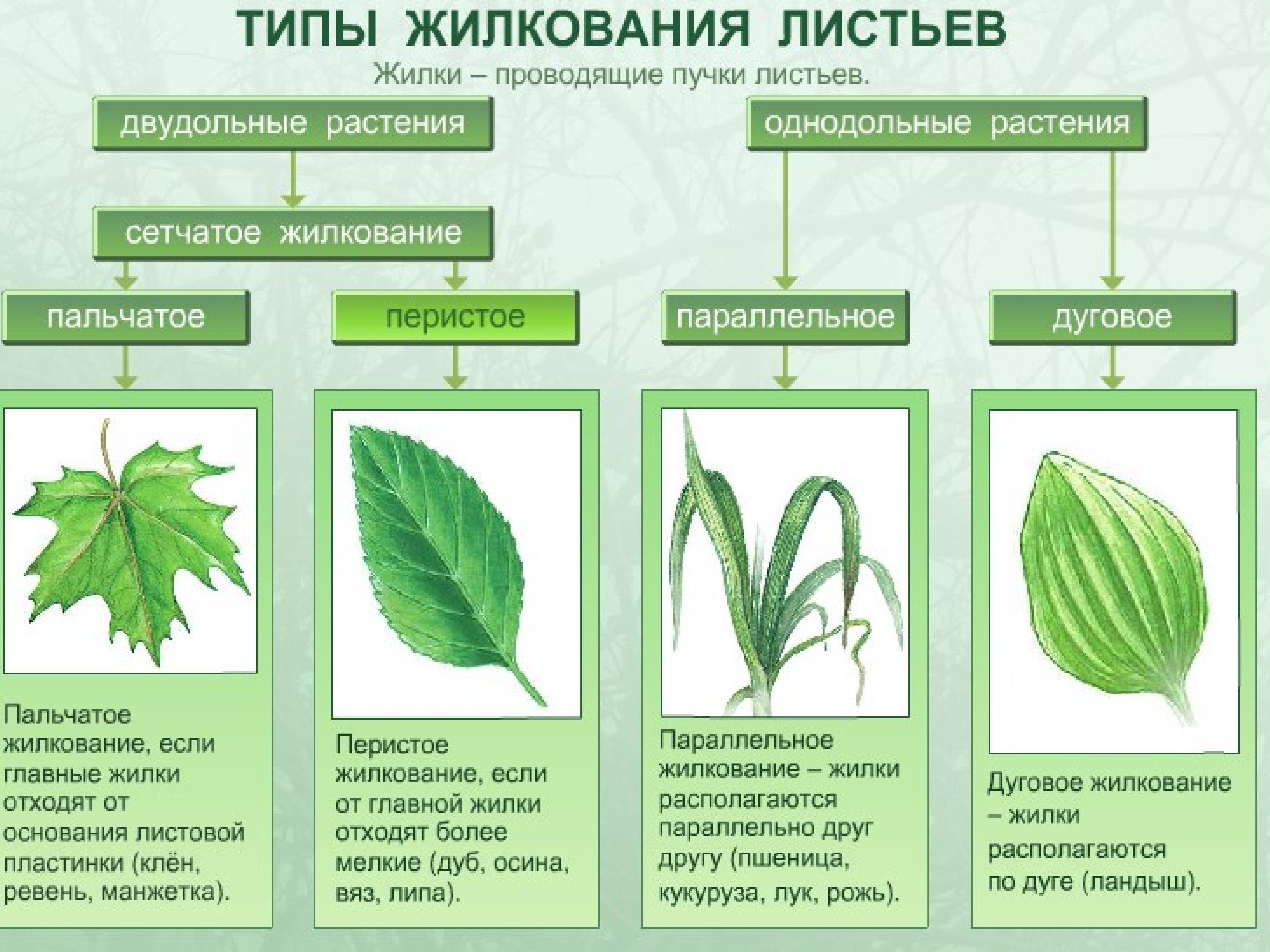 Чем отличается лист от других растений. Типы жилкования листа. Типы жилкования листьев. Перистое и пальчатое жилкование. Биология типы жилкования листа,.