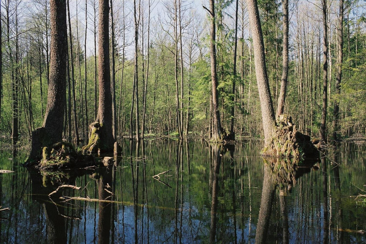 Беловежская пуща территория. Беловежская пуща реликтовый лес. Беловежская пуща реликтовые деревья. Белоруссия природа Беловежская пуща. Национальн парк дуб Беловежская пуща.