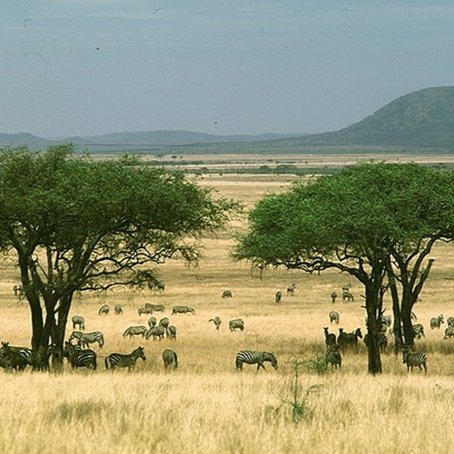 Какие животные в саванне и редколесье. Саванны и редколесья Африки. Саванна это природная зона. Природная зона саванны и редколесья. Тропические степи.