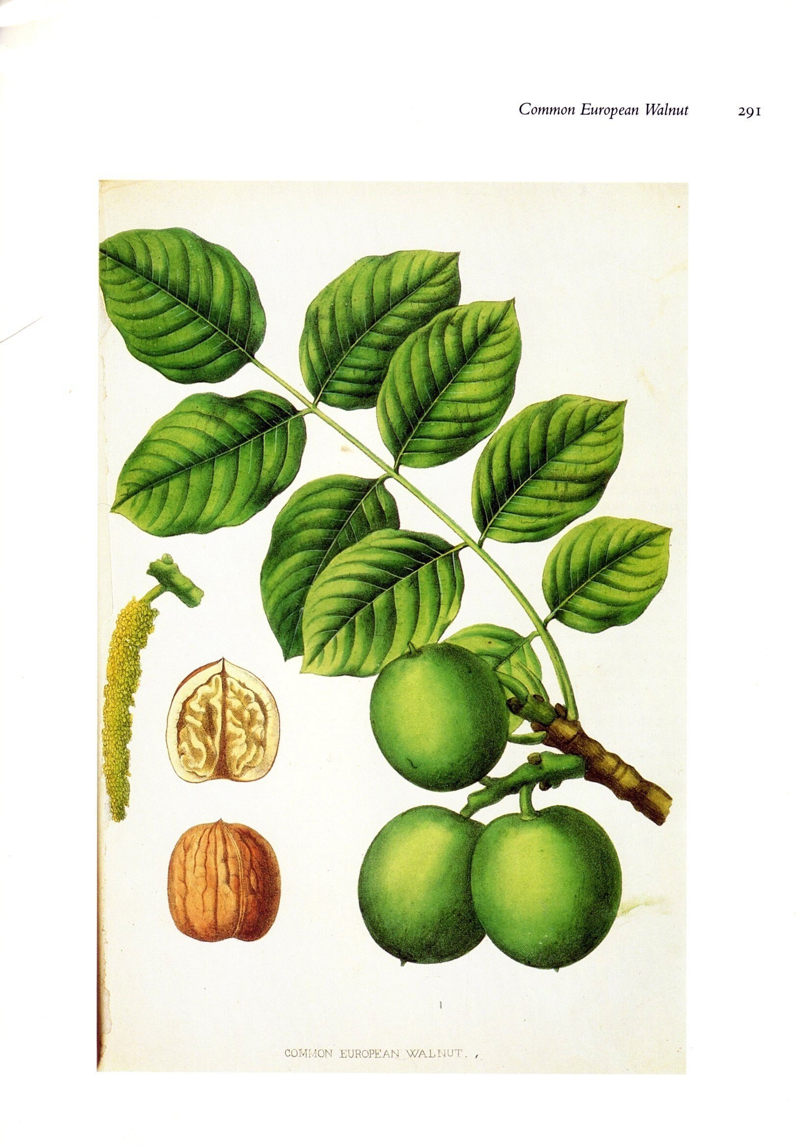 Juglans Regia Ботаническая иллюстрация