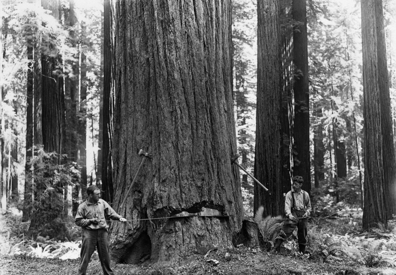 Спилил огромное дерево. Лесорубы Секвойя 19 век. Дерево Секвойя 1892. Секвойя вырубка 19 века. Гигантские секвойи США 19 век.