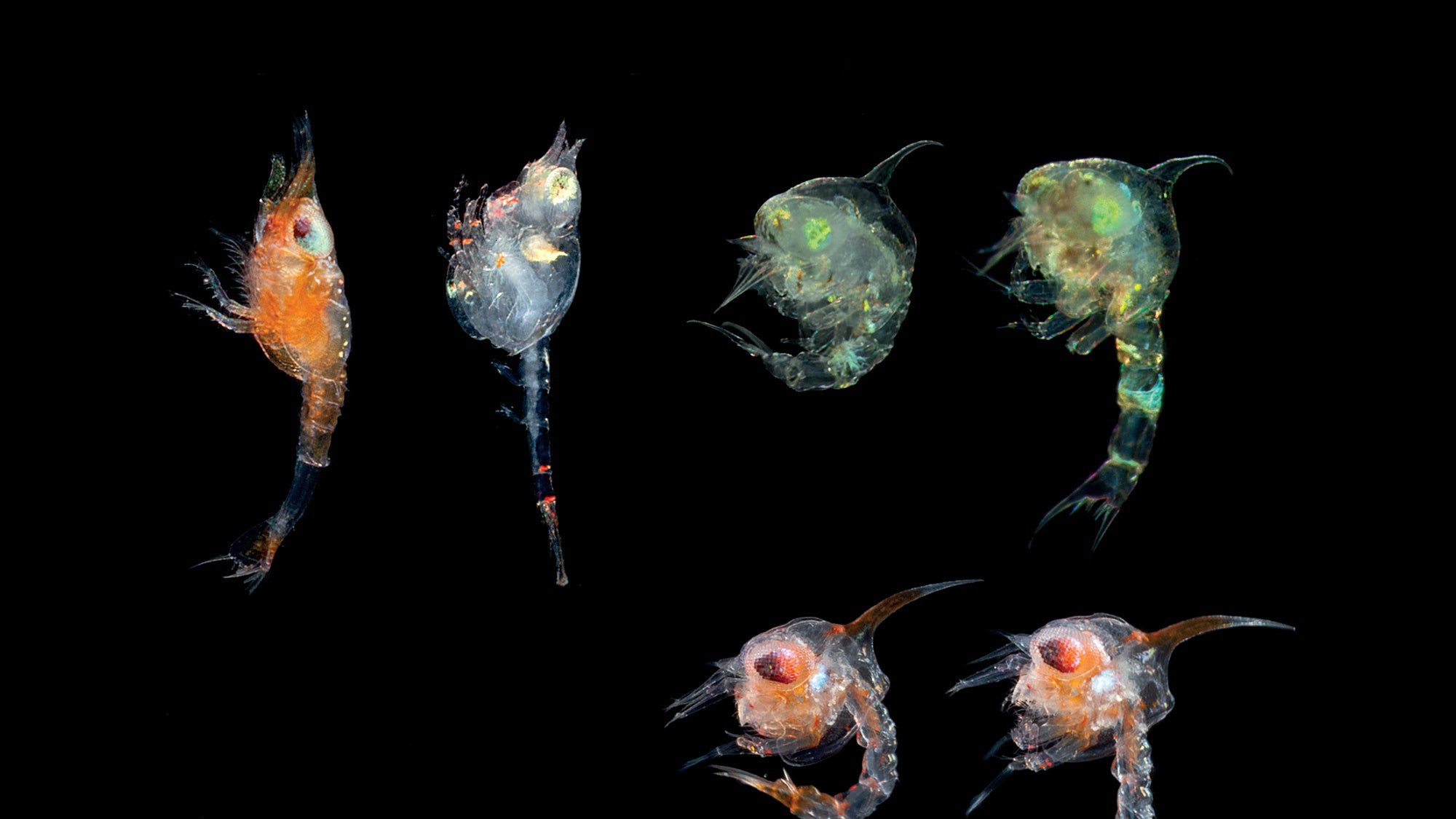 Зоопланктон уровень. Криль зоопланктон. Циклоп зоопланктон. Зоопланктон и фитопланктон. Фитопланктон нанопланктон зоопланктон.