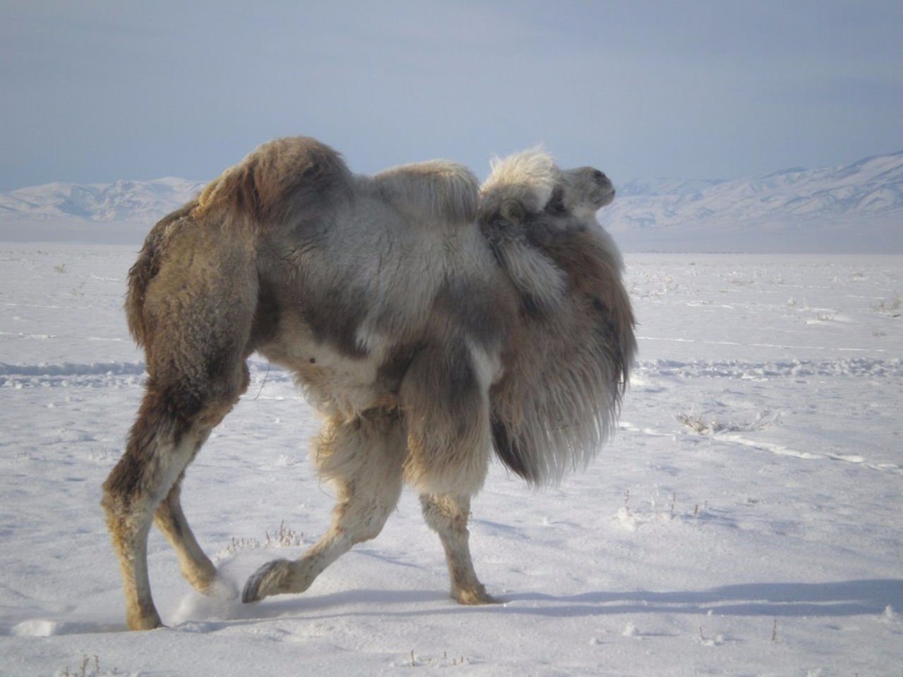 Верблюд в тундре. Кош-Агач Верблюды. Бактриан - двугорбый монгольский верблюд Монголия. Сибирские Верблюды. Кош-Агач зима.