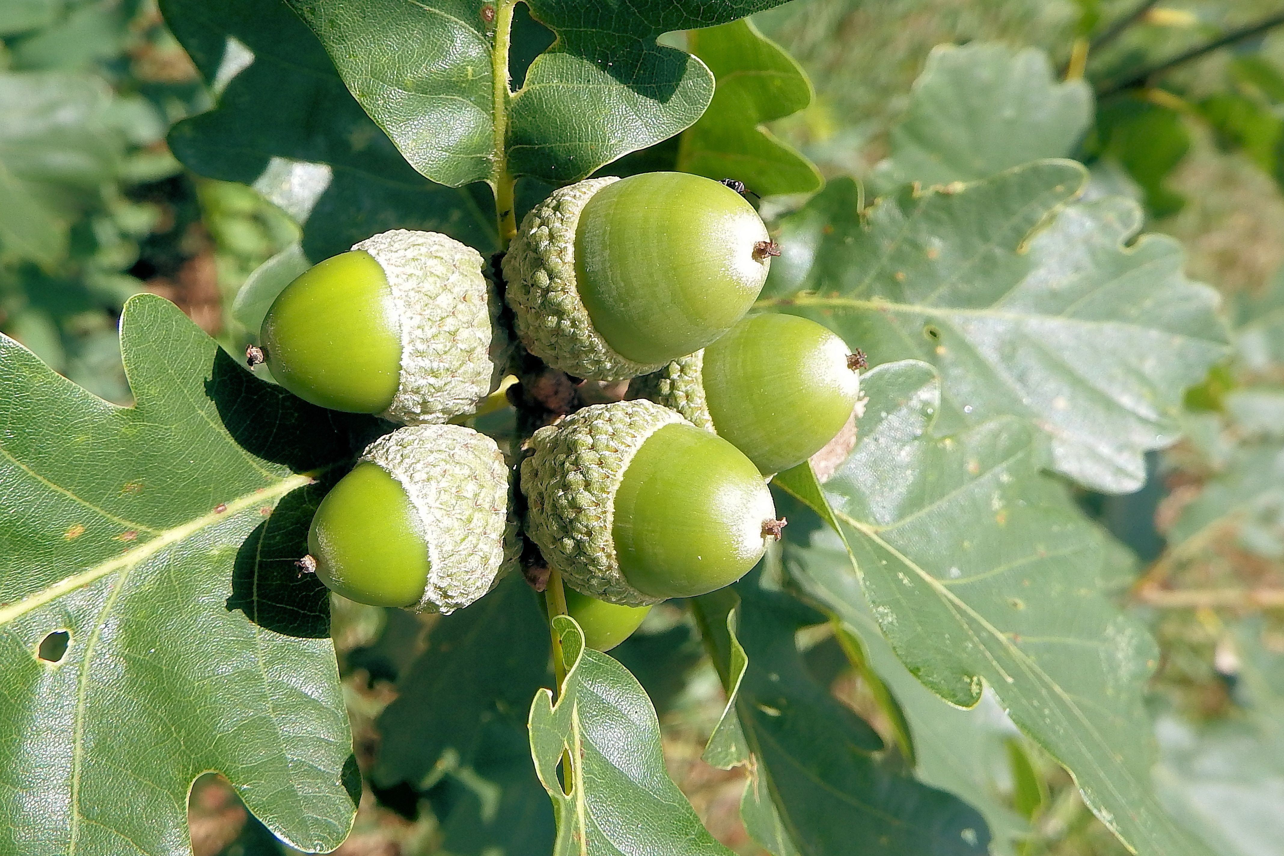 Дерево с плодами похожими. Дуб монгольский желуди. Дуб обыкновенный плод. Дуб черешчатый плод. Дуб монгольский (Quercus mongolica).