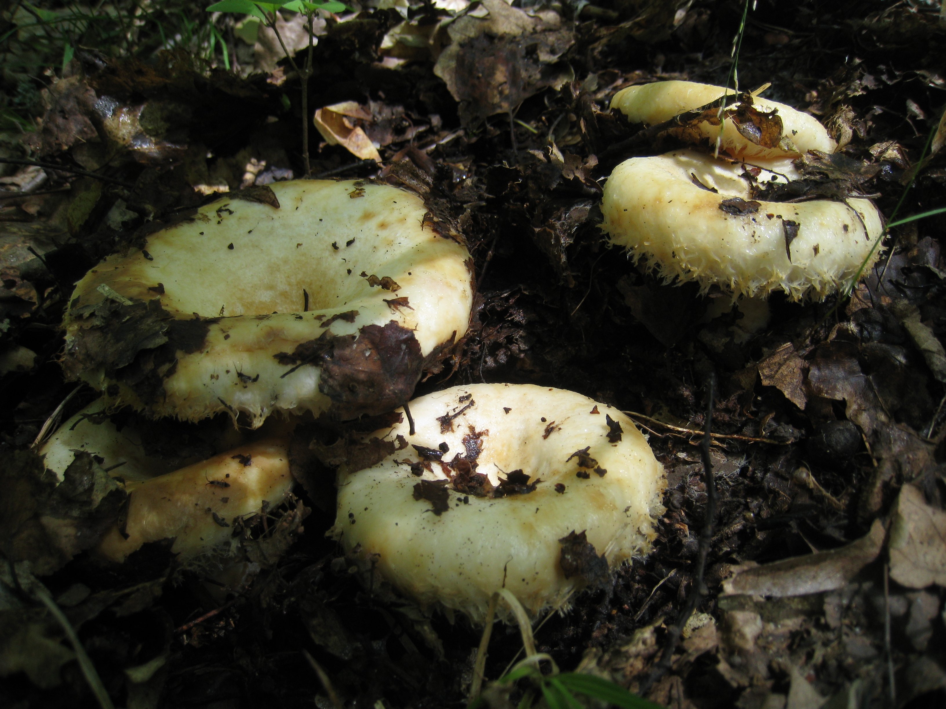 Заготовка груздей 5 букв сканворд. Грузди грибы. Белый груздь. Гриб белый груздь. Лесные грибы грузди.