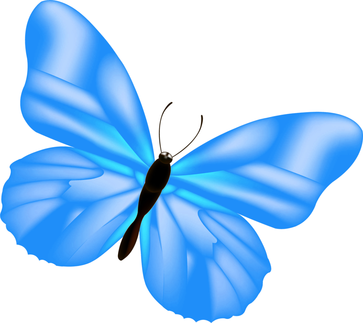 Бело голубые бабочки. Бабочки на белом фоне. Голубая бабочка. Синие бабочки на прозрачном фоне. Синяя бабочка.