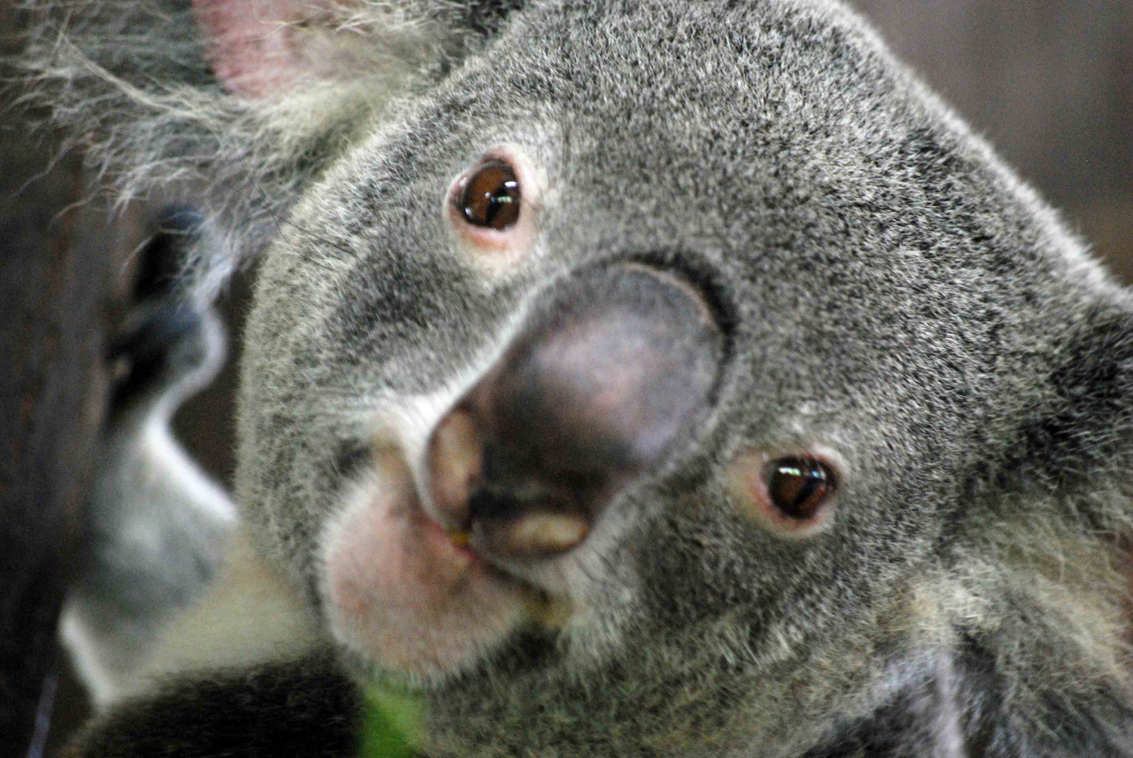 Алекс коал. Мокрая Куала Куала страшная. Мокрая коала. Злая коала.