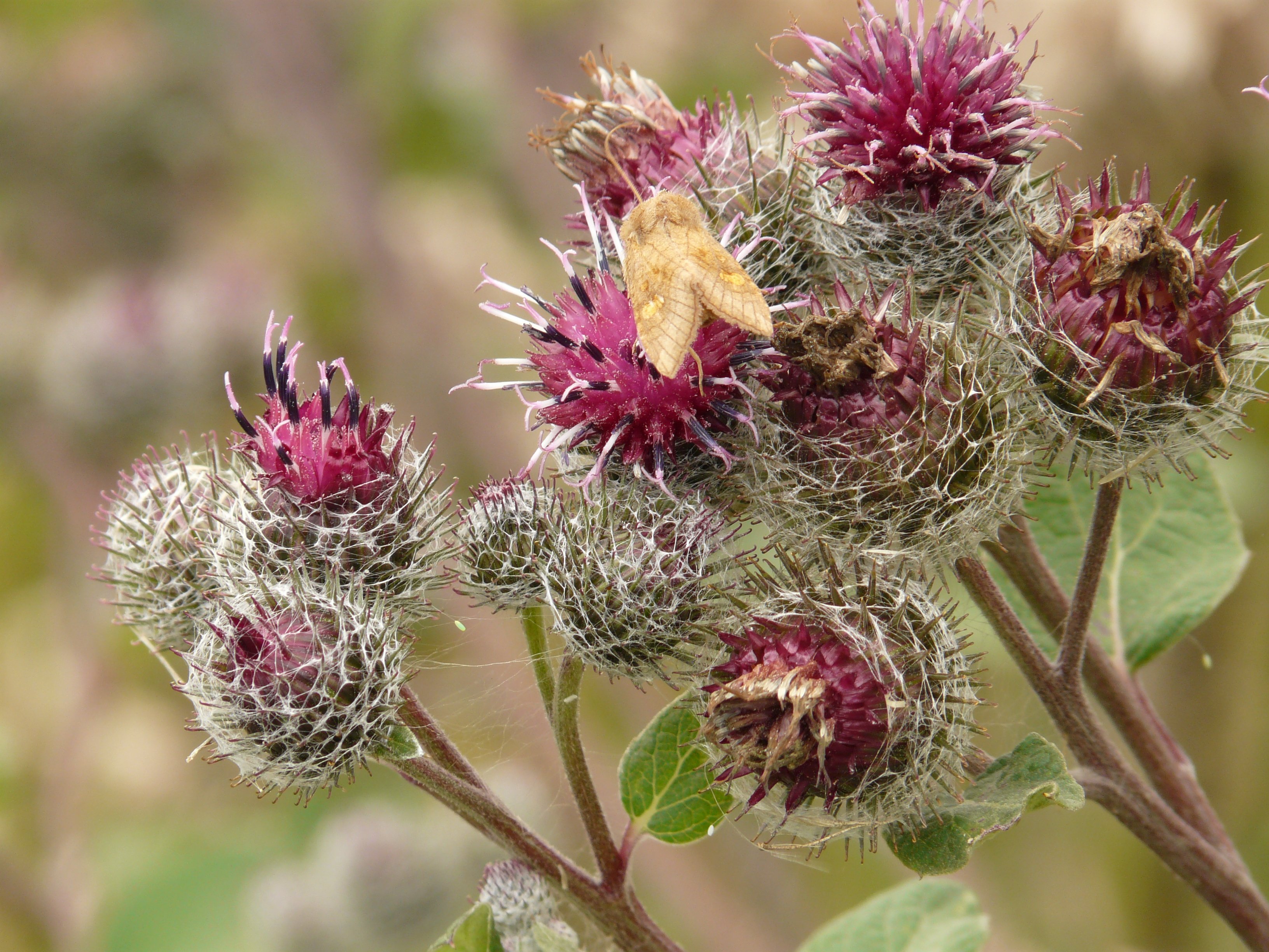 Лопух паутинистый Arctium tomentosum