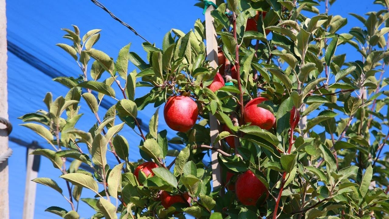 Яблоки казахстан