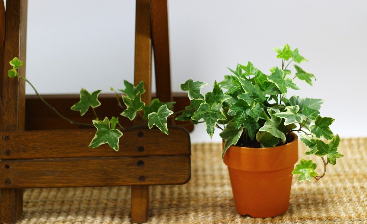 Английский плющ (Hedera Helix)