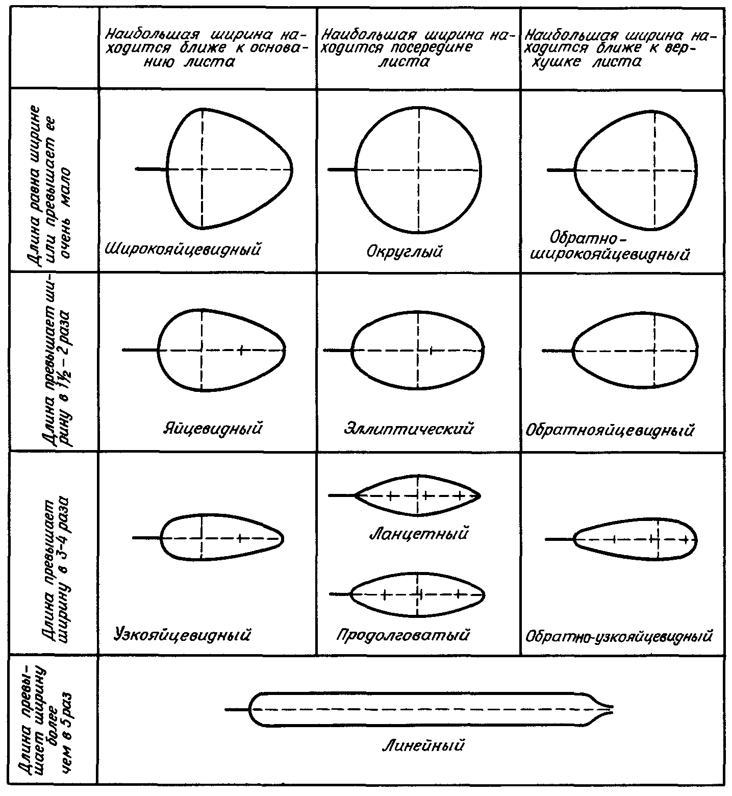 Основные формы листовой пластинки