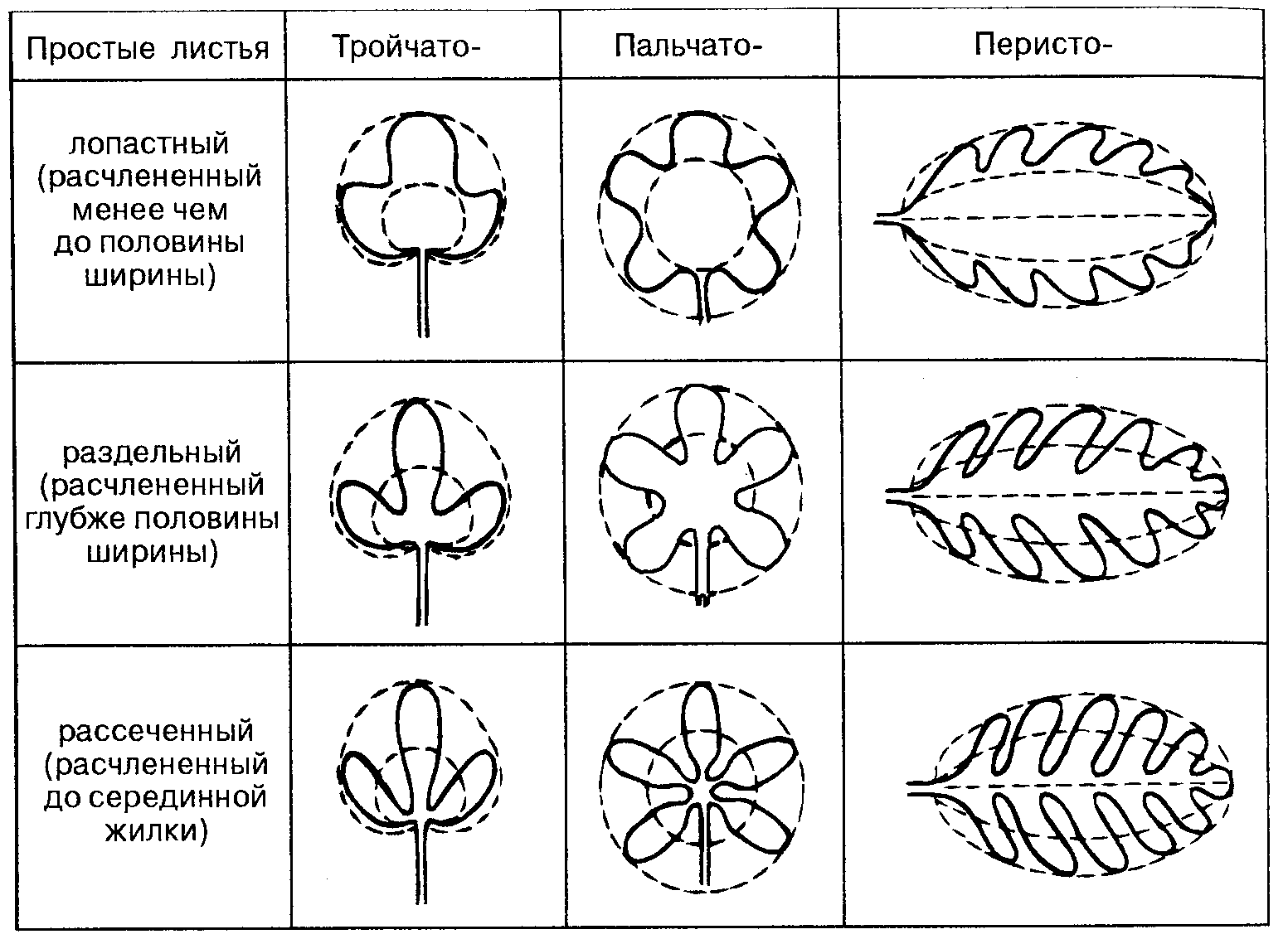 Характер листовых пластинок