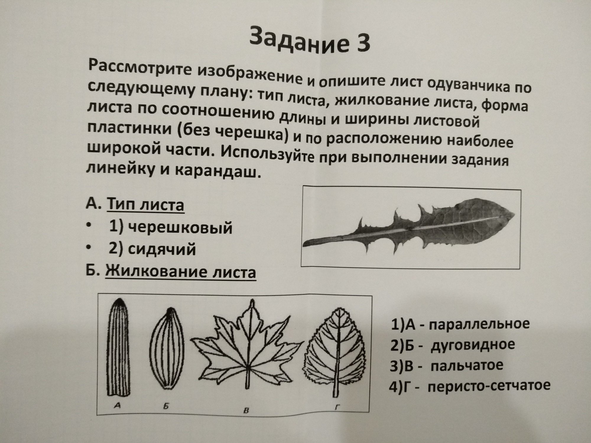 На рисунке изображен тип листа. Тип листа одуванчика. Форма листа одуванчика. Тип листа ододуванчика. Жилкование листьев одуванчика.