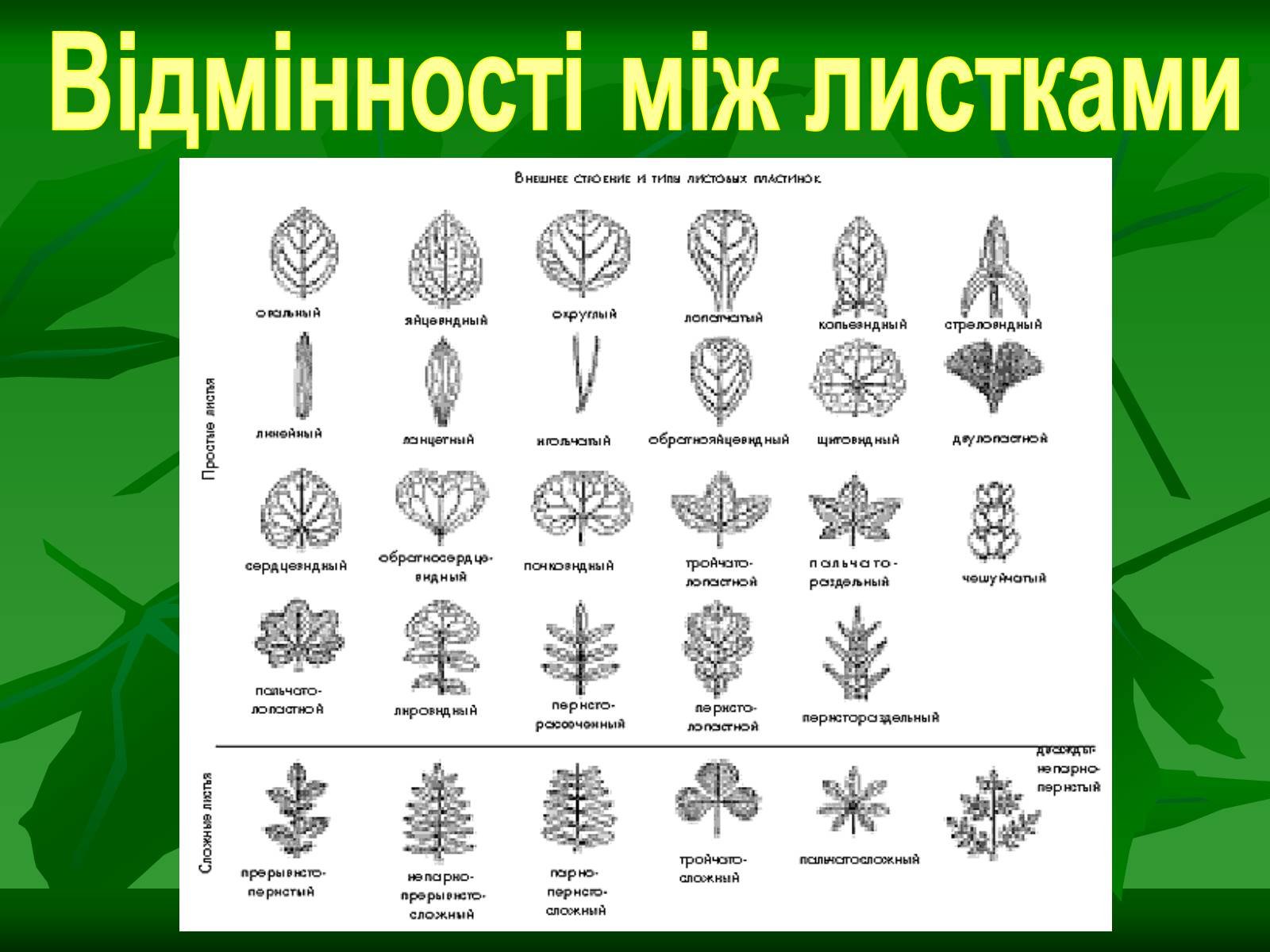 Классификация формы листа