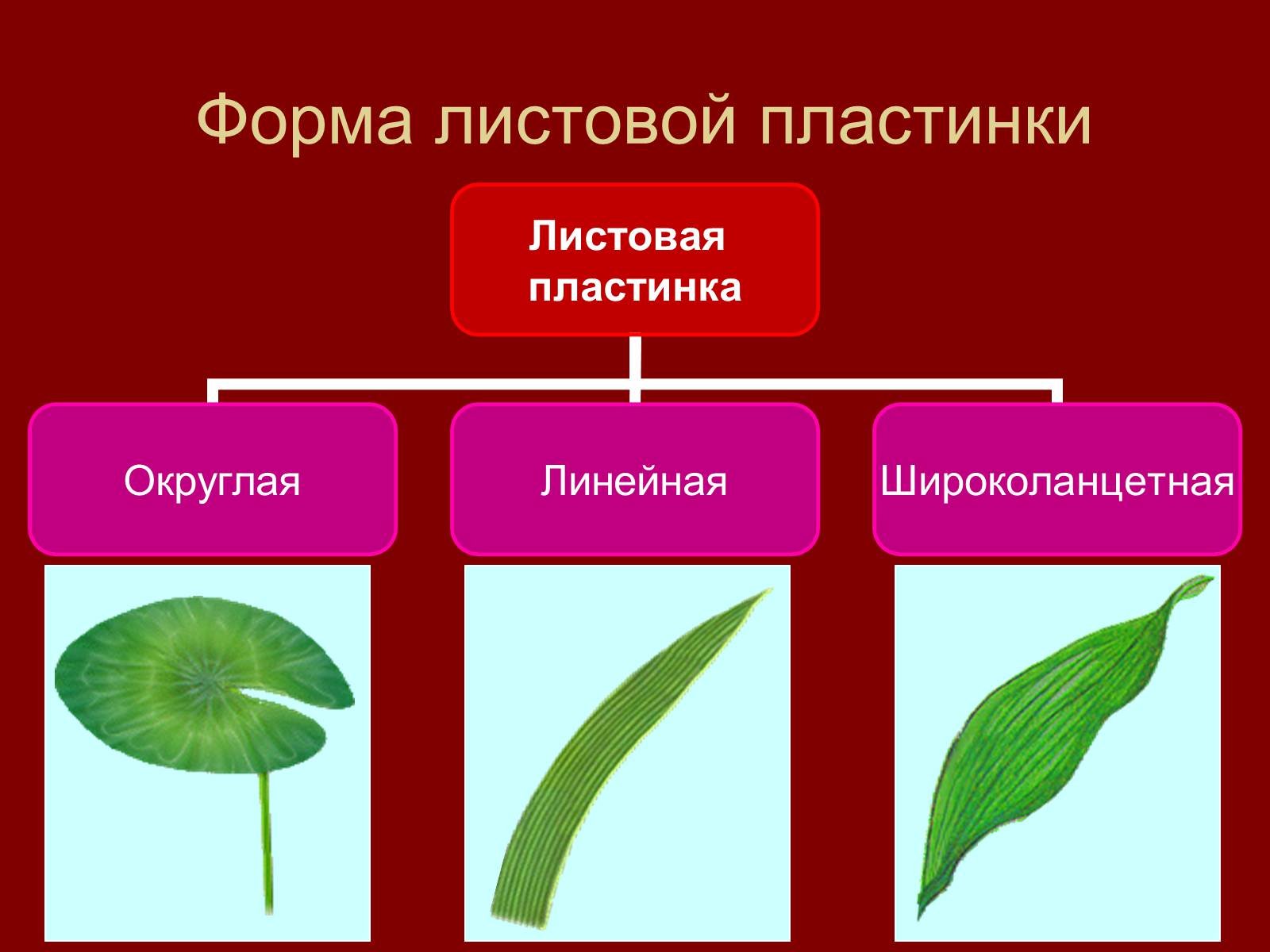 Разнообразие листьев 6 класс биология