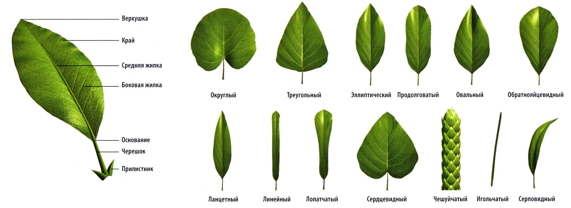 Листья ивы простые или сложные. Форма листа. Форма листьев цветов. Виды листов растений. Цельная лрстовая пластина.