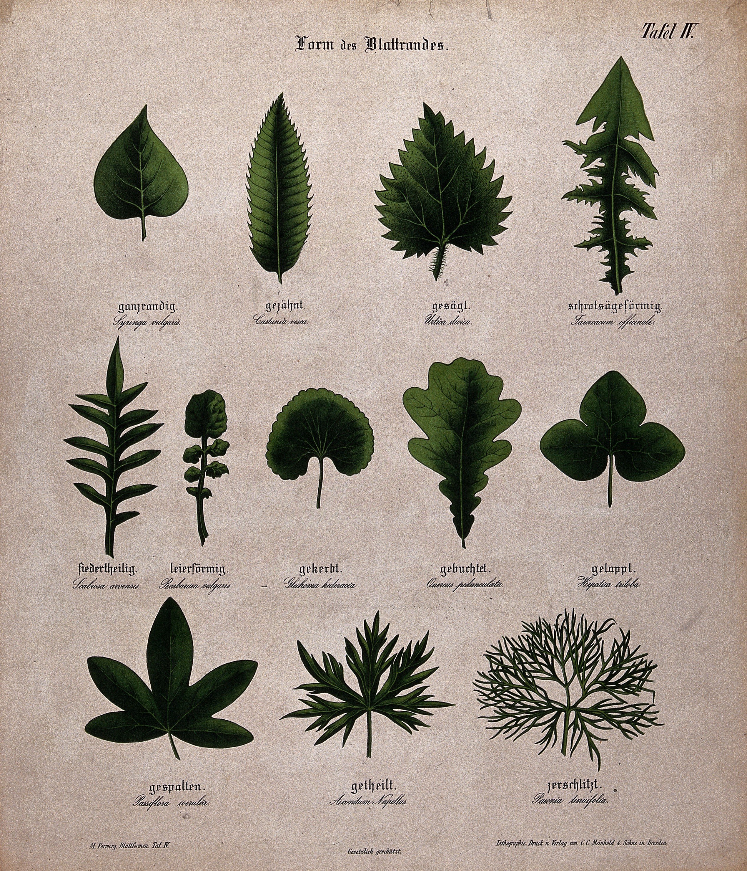 Leaf Types