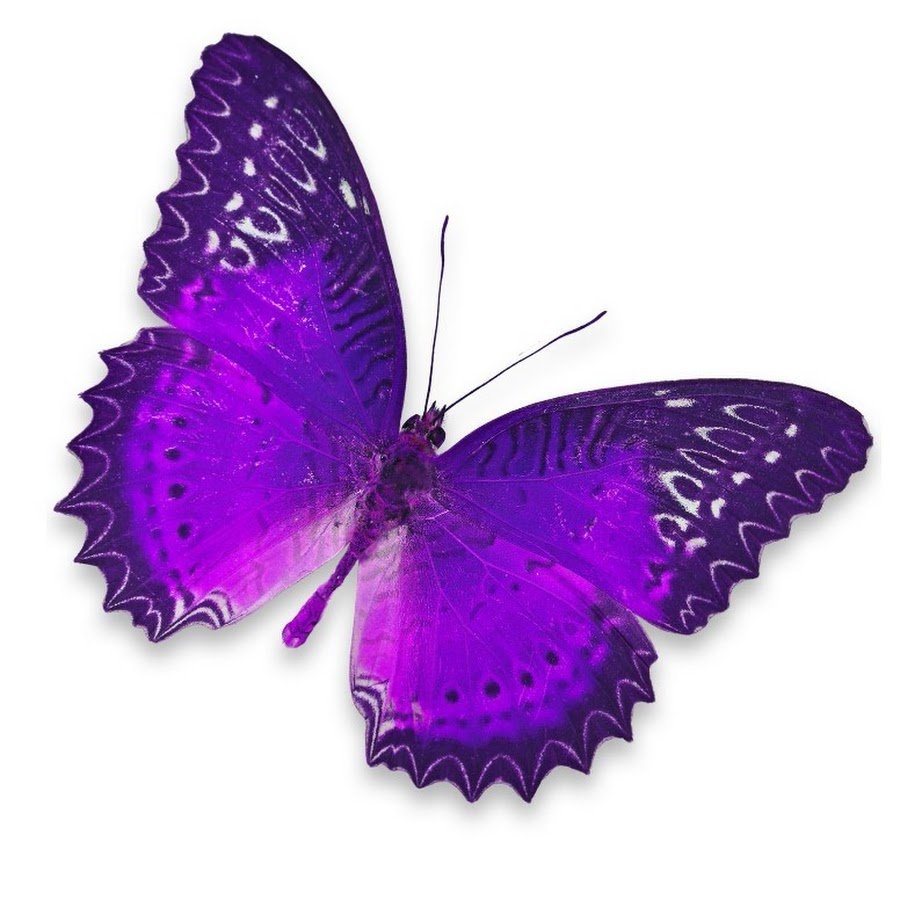 Фиолетово красная бабочка