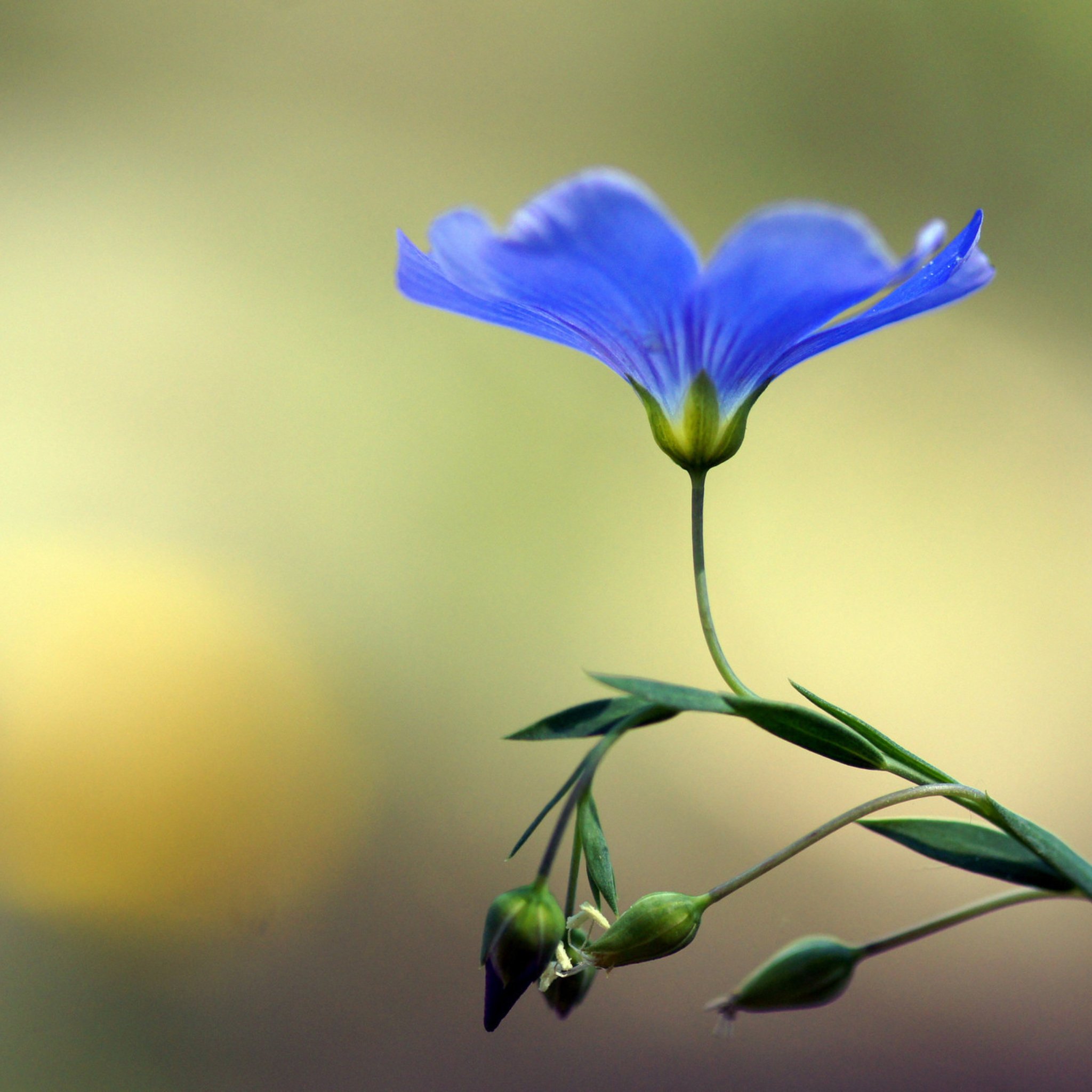 Молчание цветы. Синие цветы. Лен цветок. Фон с одним цветком. Букет льна.
