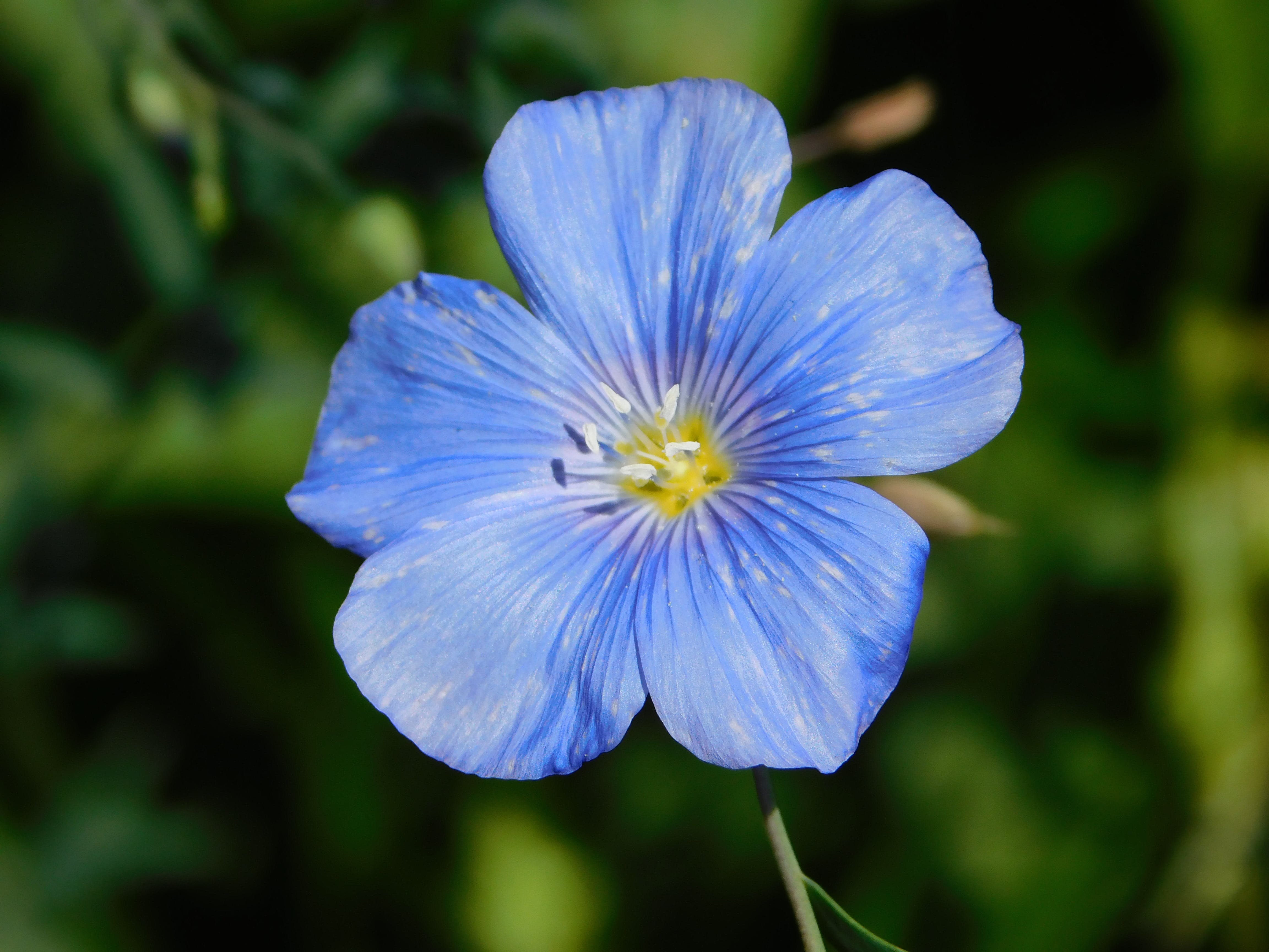 Лен изображение. Лен Блу. Linum usitatissimum. Лен голубой. Лен голубой цветочек.