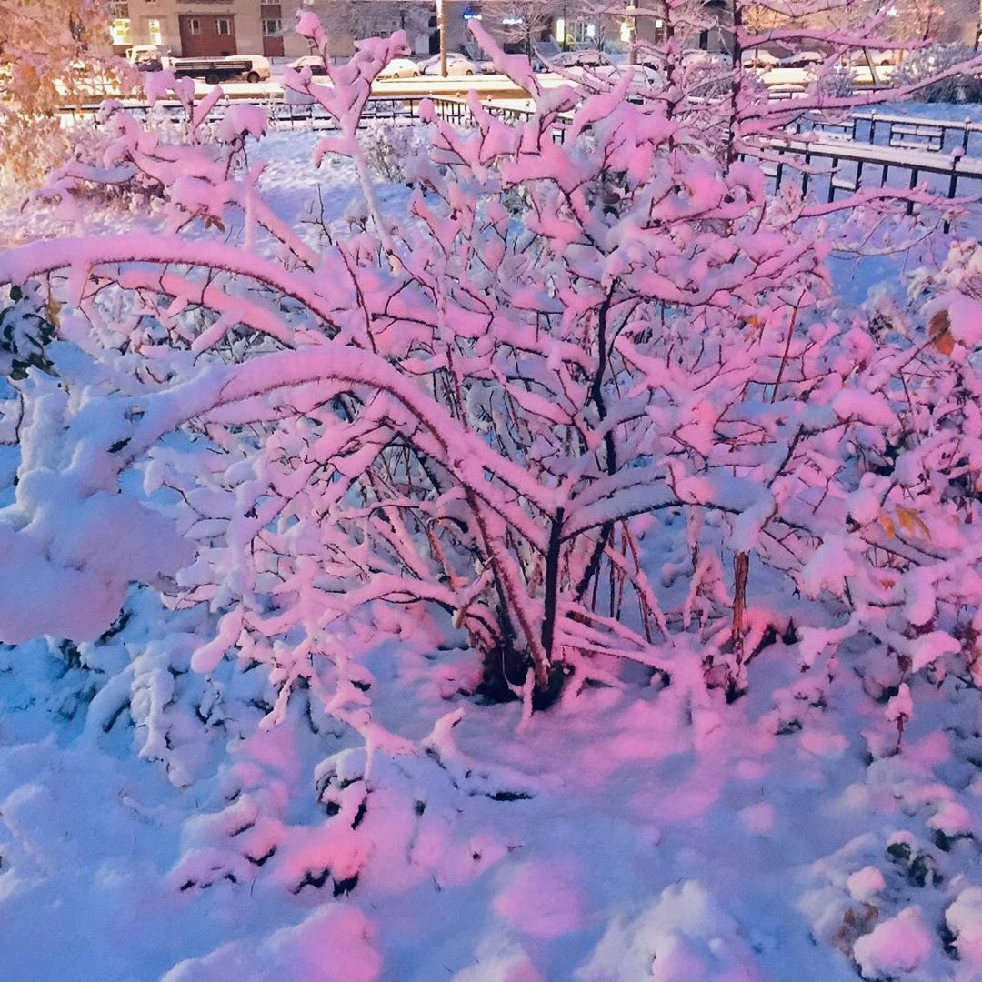 Толстого 1 снег. Первый снег. Розовый зимний город. Розовая зима. Эстетика первого снега.