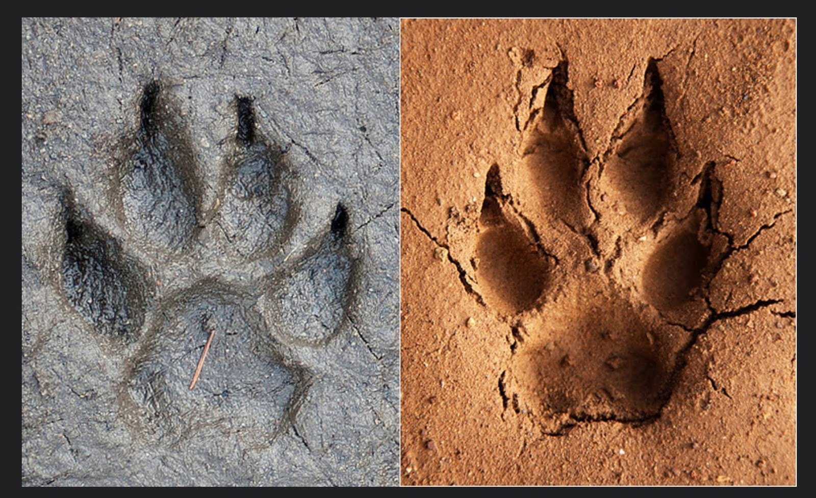 Следы зверя похожие на человеческие. След волка. Отпечатки следов животных. Следы животных на грязи. След животного на земле.