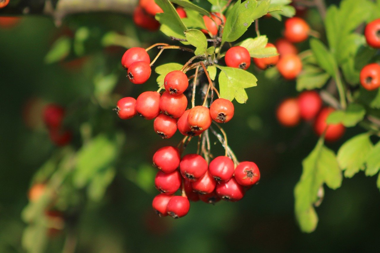 Ягоды боярышника. Боярышник Дулана. Crataegus Pontica. Дулана ягода. Боярка ягода желтая.