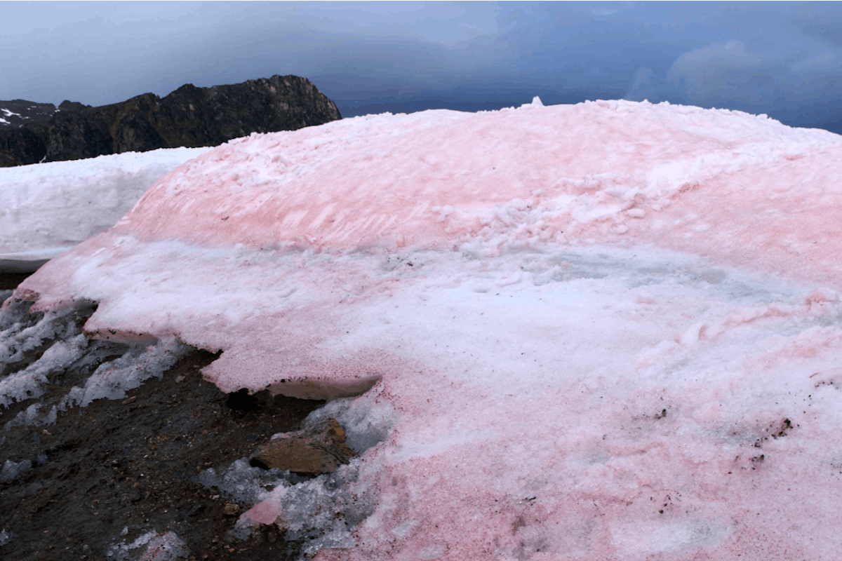 Выпал розовый снег. Хламидомонада Снежная Антарктида. Красный снег хламидомонада. Розовый снег в горах. Арбузный снег в горах.