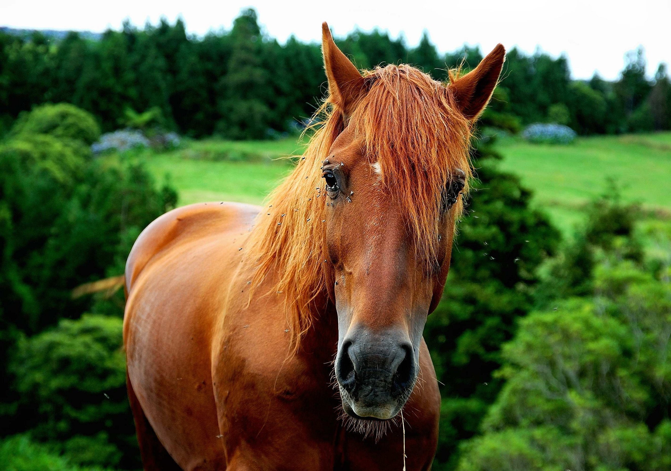 Рыже черная лошадь. Рыжая масть лошади. Светло-Каштановая рыжеватая масть лошадей. Донской рысак лошадь. Конь рыжий.