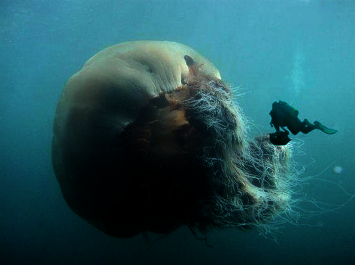 Номура. Арктическая медуза цианея. Медуза цианея гигантская. Медуза Номура. Цианея Полярная.