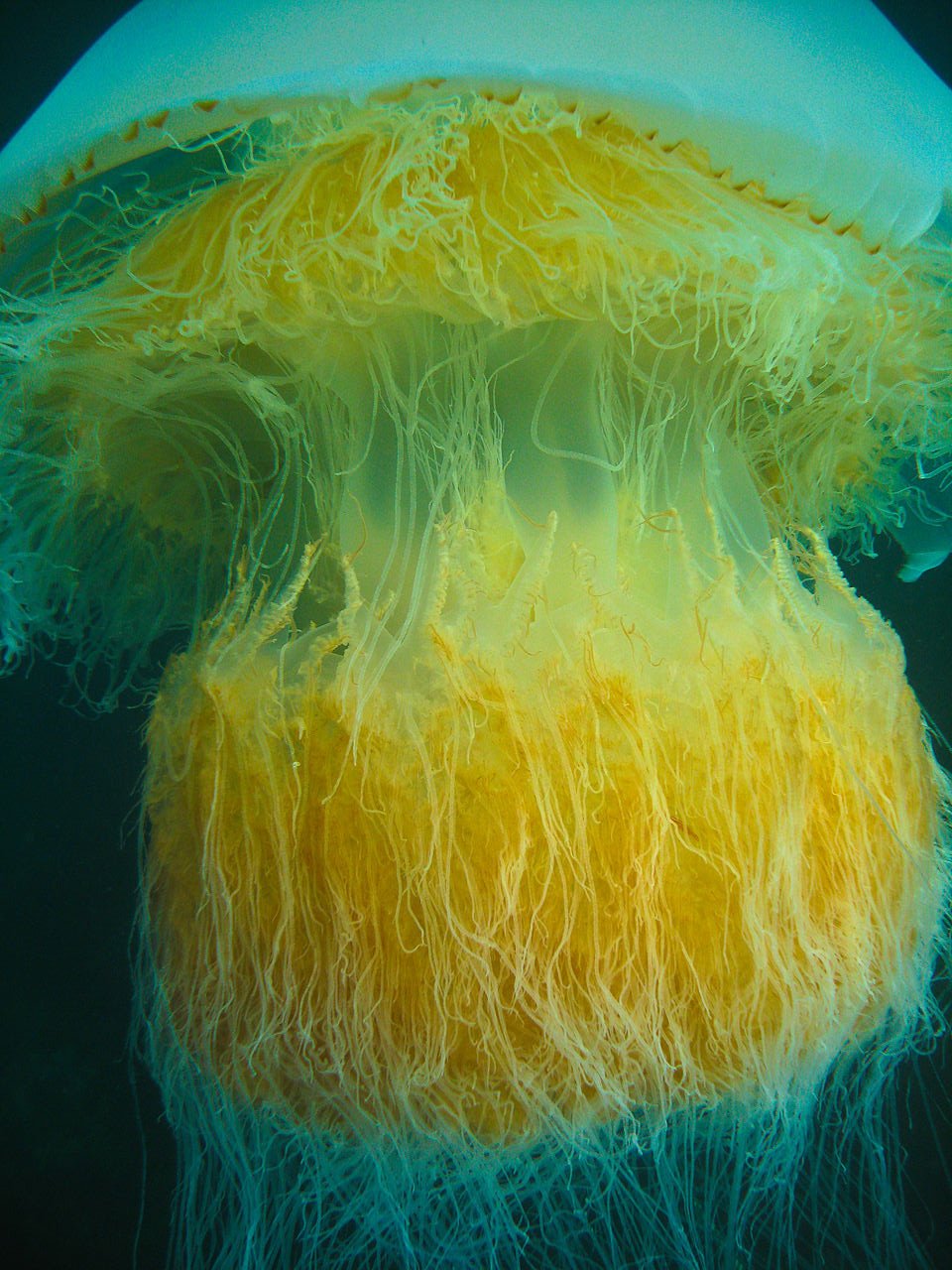 Медузы ледовитого океана. Медуза цианея. Медуза цианея гигантская. Арктическая цианея. Полярная медуза цианея.