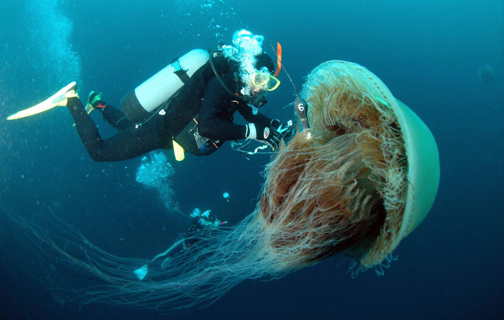 Медузы ледовитого океана. Медуза цианея. Полярная медуза цианея. Медуза цианея гигантская. Арктическая медуза цианея.