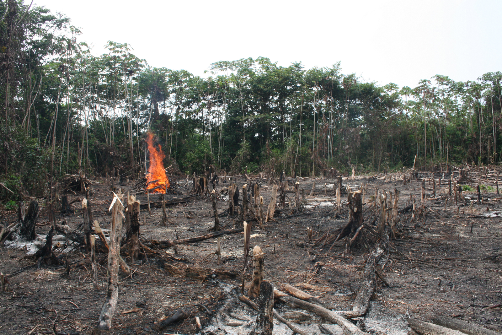 Обезлесение тропических лесов Африки. Долина Мехико обезлесение. Обезлесение в Индии. Подсечно-огневое земледелие в Африке.