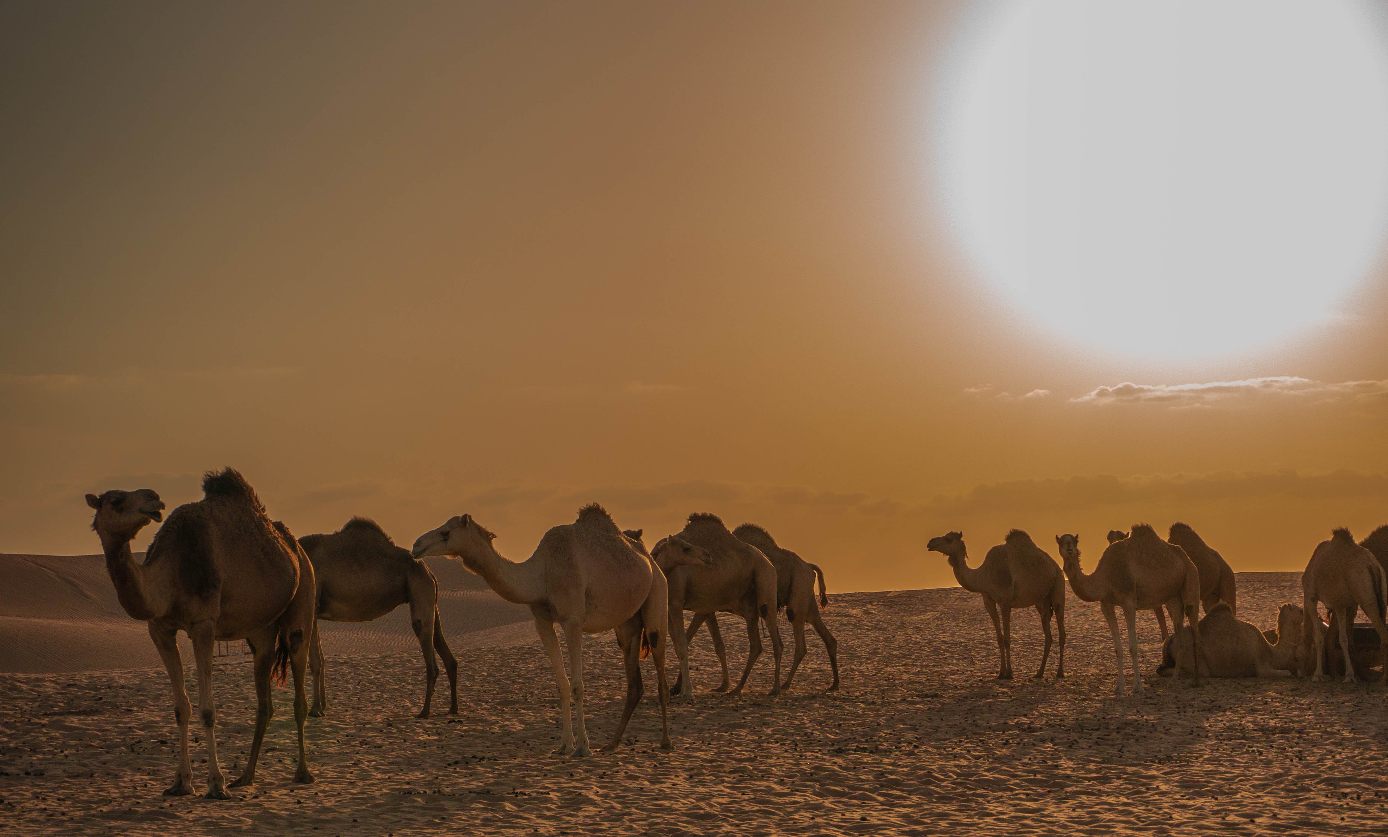 Караван называется. Одногорбый верблюд Караван. Каракумы верблюд Туркменистан. Пустыня Каракум с верблюдом. Туркмения Каракум Верблюды.