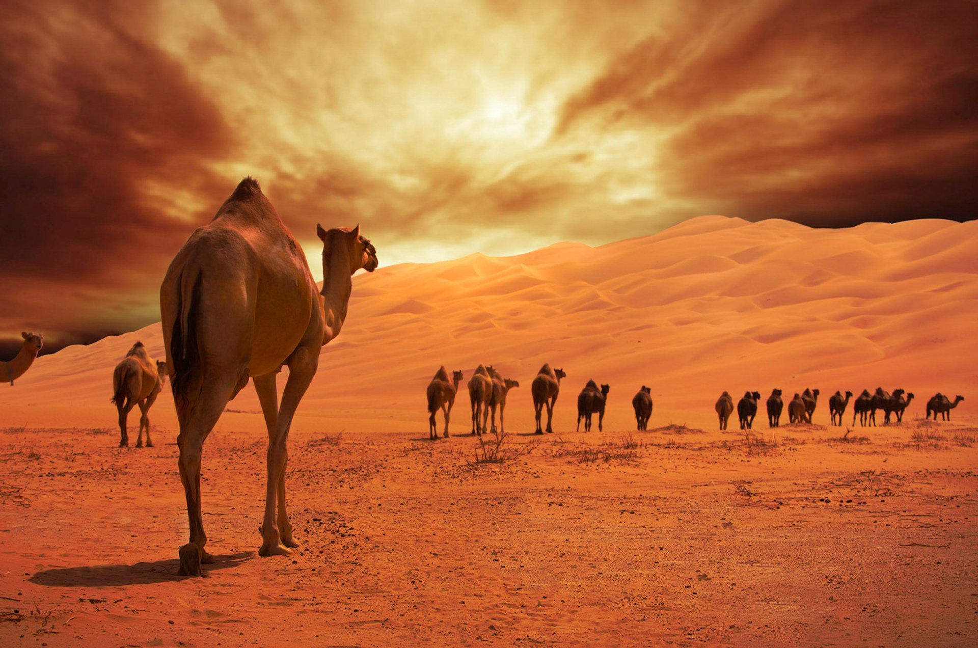 Далекий караван. Караван бактрианов. Абу Даби верблюд. Караван с верблюдами в пустыне. Пустыня Тенере.