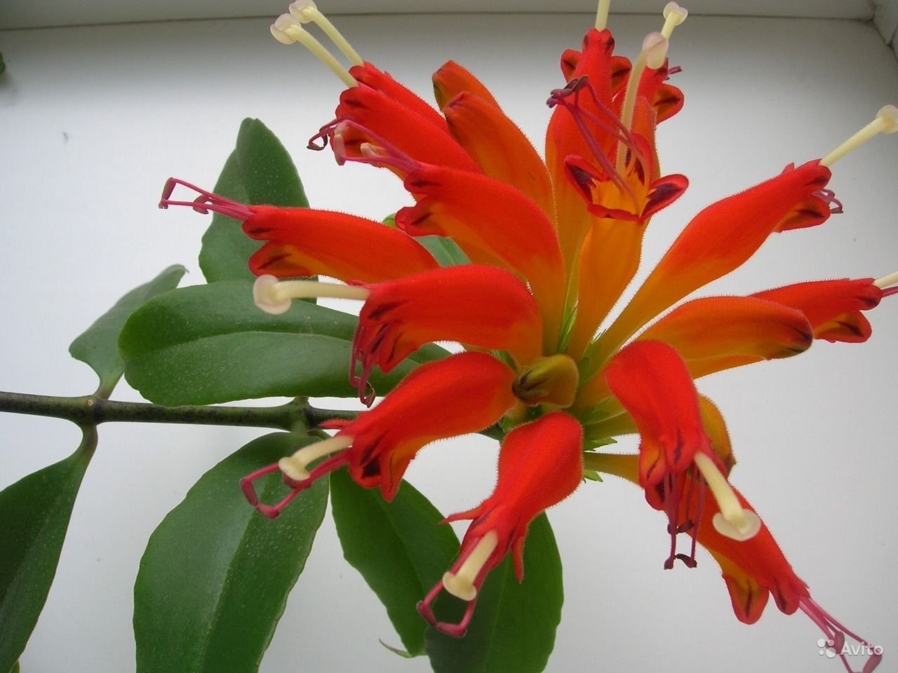 Эсхинантус. Эсхинантус speciosus. Эсхинантус великолепный (Aeschynanthus speciosus). Эсхинантус Белла Донна. Эсхинантус Гильдебранда.