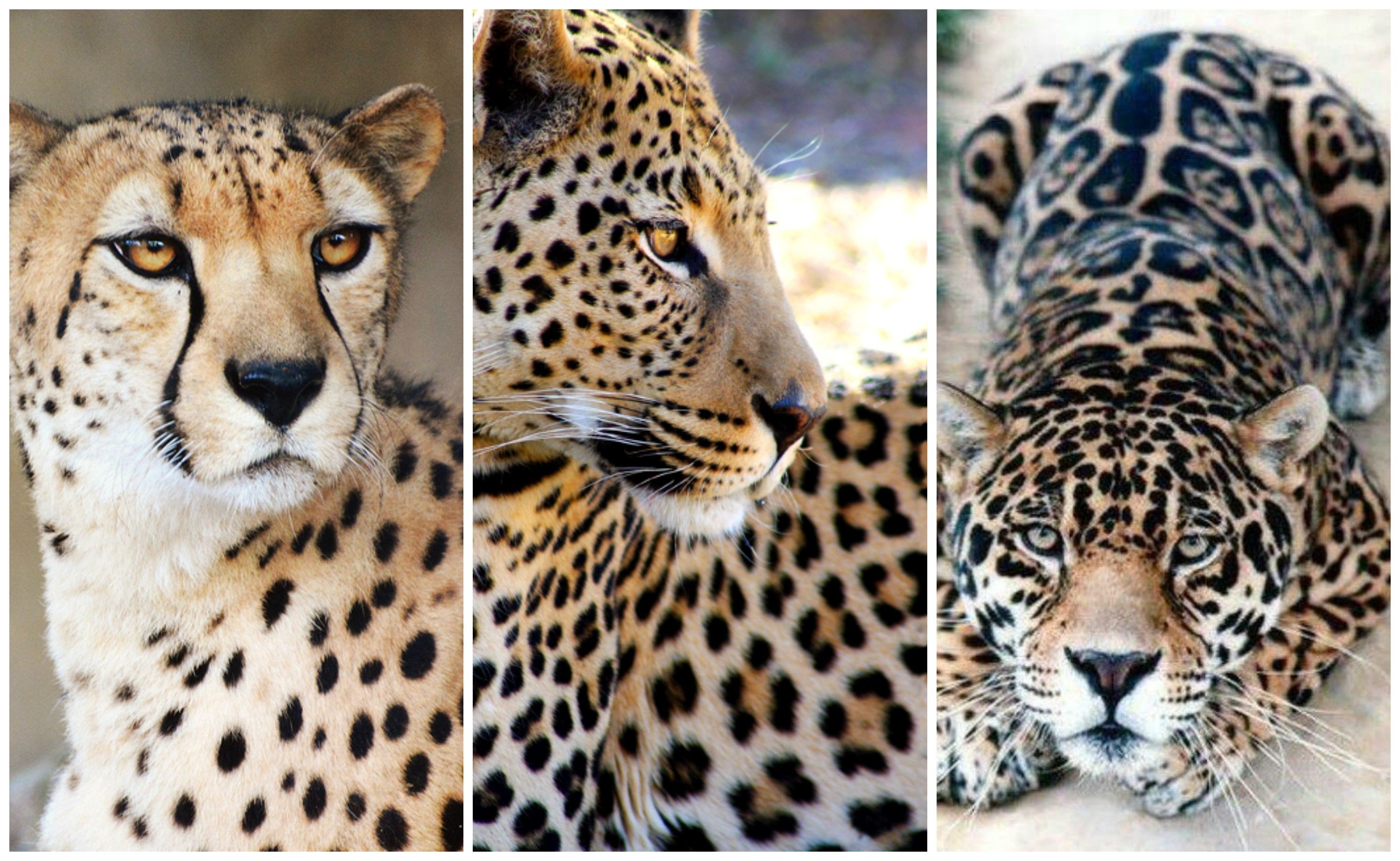 Леопард гепард ягуар пантера отличия