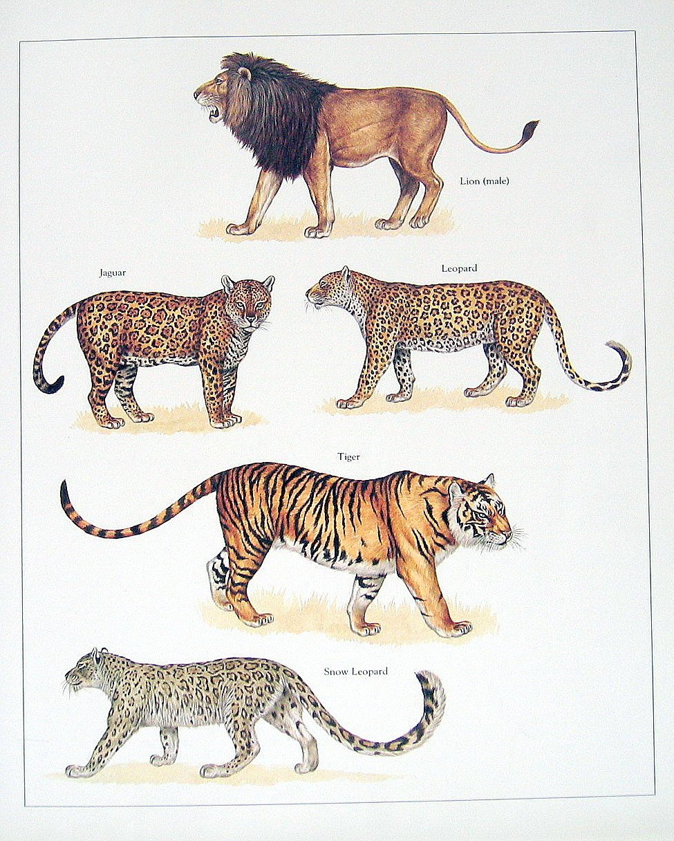 Кто сильнее ягуар или тигр. Гепард леопард Ягуар Пума. Тигр леопард гепард Ягуар. Лев, тигр, леопард Ягуар, пантера. Гепард , леопард , Ягуар и Барс.