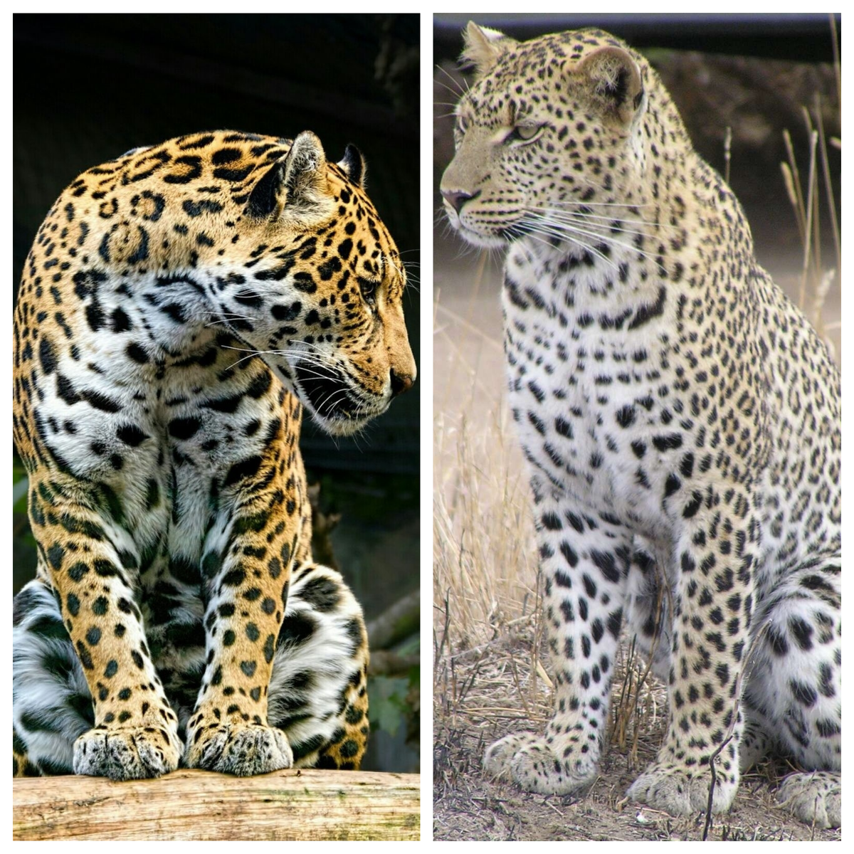 Гепард леопард Ягуар. Гегепард Ягуар леопард. Тигр леопард гепард Ягуар. Гепард , леопард , Ягуар и Барс. Чем отличается леопард от ягуара