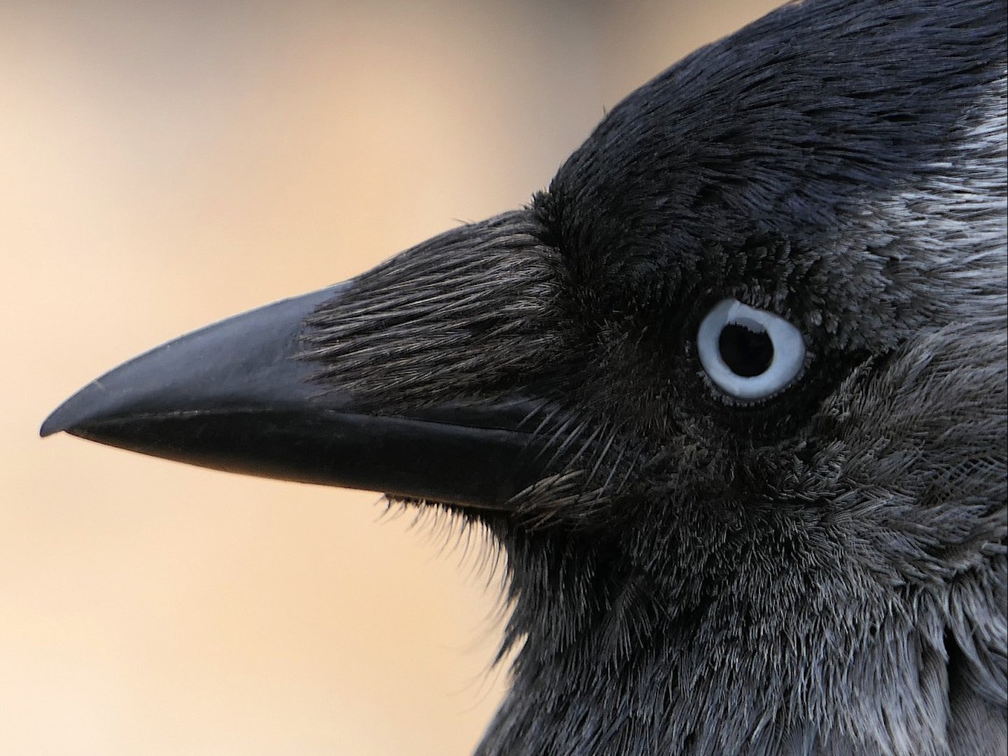 Птица с черным глазом. Галка черная птица. Ворон обыкновенный клюв. Галчонок птица. Клюв галки.