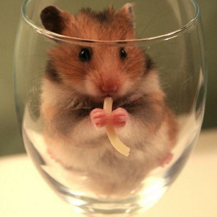 Sad hamster violin hamster. Хомяк. Хомяк прикольный. Смешные хомячки. Милые хомячки.