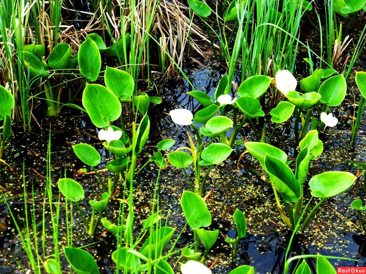 Растениями болота являются. Гидрофиты стрелолист. Кубышка Элодея. Растения гидрофиты болот. Стрелолист аквариумное.